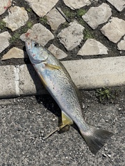 Cynoscion regalis