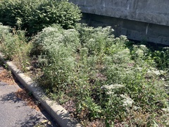 Eupatorium serotinum