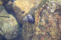 Littorina