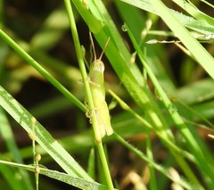 Aptenopedes