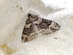 Catarhoe basochesiata