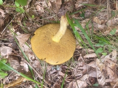 Suillus luteus