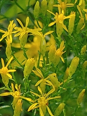 Euthamia caroliniana