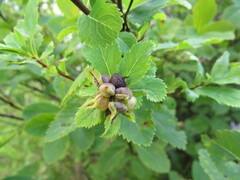 Dasineura salicifoliae