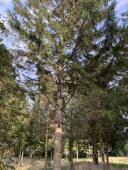 Picea sitchensis
