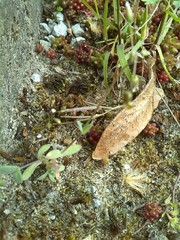 Holosteum umbellatum