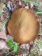 Suillus luteus