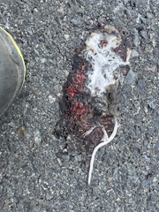 Peromyscus sonoriensis