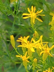 Euthamia caroliniana