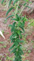 Stevia serrata