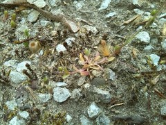 Holosteum umbellatum