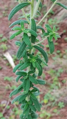 Stevia serrata