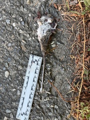 Peromyscus sonoriensis