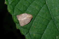 Beara tortriciformis