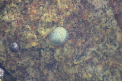 Patellidae