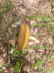 Suillus luteus