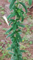 Stevia serrata