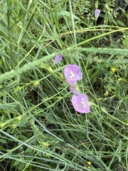 Agalinis heterophylla