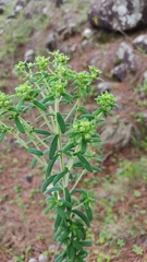 Stevia serrata