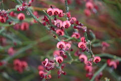 Daviesia brevifolia