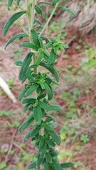 Stevia serrata