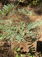 Tephrosia virginiana