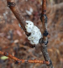 Ceroplastes