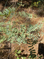 Tephrosia virginiana