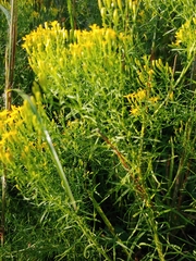 Euthamia caroliniana