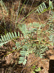 Tephrosia virginiana