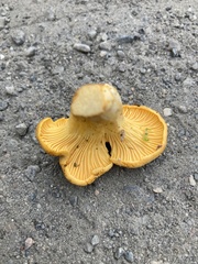 Cantharellus cibarius