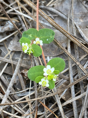Euphorbia cordifolia
