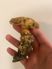 Squamanita