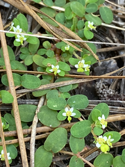 Euphorbia cordifolia