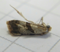 Phalonidia contractana