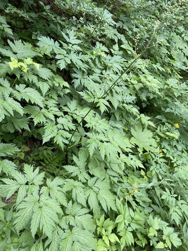 Image of Mount Hood Baneberry (Actaea laciniata) by (c) Matt Berger, some rights reserved (CC BY)
