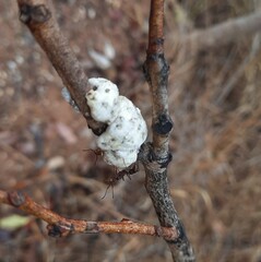 Ceroplastes