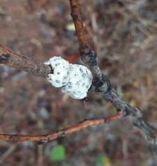 Ceroplastes