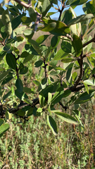 Pyrus spinosa