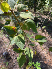 Desmodium viridiflorum
