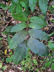 Heteropterys laurifolia