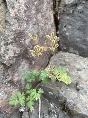 Lomatium martindalei