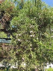 Cupressus lusitanica