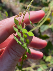 Desmodium viridiflorum