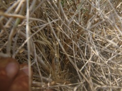 Stephanomeria tenuifolia