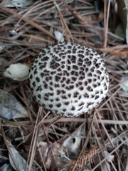 Strobilomyces strobilaceus image