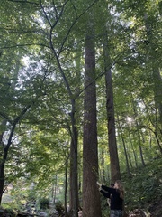 Carpinus caroliniana