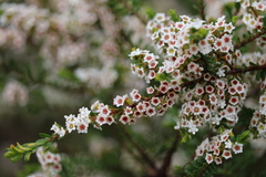 Thryptomene calycina