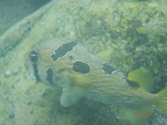 Diodon liturosus