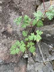 Lomatium martindalei